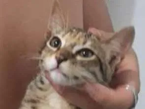 Gato ra a SRD idade 2 a 6 meses nome Sem nome