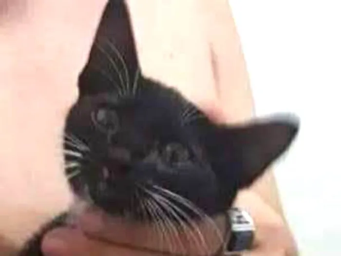 Gato ra a SRD idade 2 a 6 meses nome Sem nome