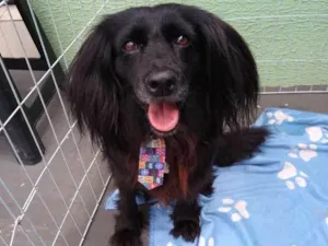 Cachorro raça SRD idade 3 anos nome Brigadeiro