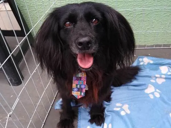 Cachorro ra a SRD idade 3 anos nome Brigadeiro