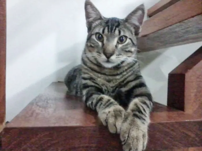 Gato ra a Srd idade 6 ou mais anos nome Rufus