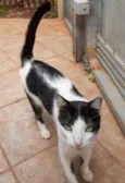 Zorro