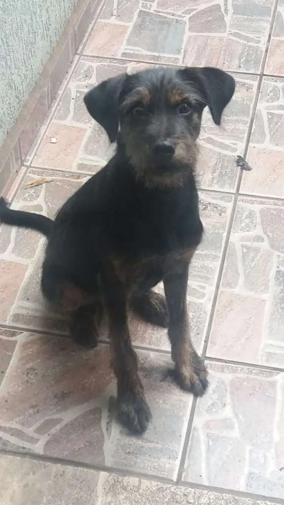 Cachorro ra a Vira-lata idade 2 a 6 meses nome Diane