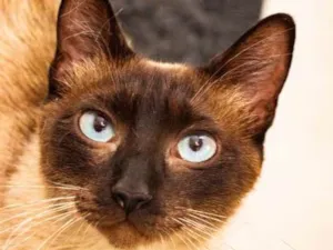 Gato raça SRD idade 2 anos nome Jane