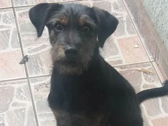 Cachorro ra a Vira-lata idade 2 a 6 meses nome Diane