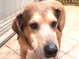 Barão