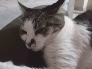 Gato raça srd idade 6 ou mais anos nome Naná 