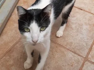 Gato raça srd idade 3 anos nome Zorro 