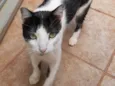 Zorro