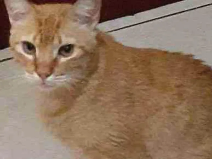 Gato ra a Srd idade 6 ou mais anos nome Marelo