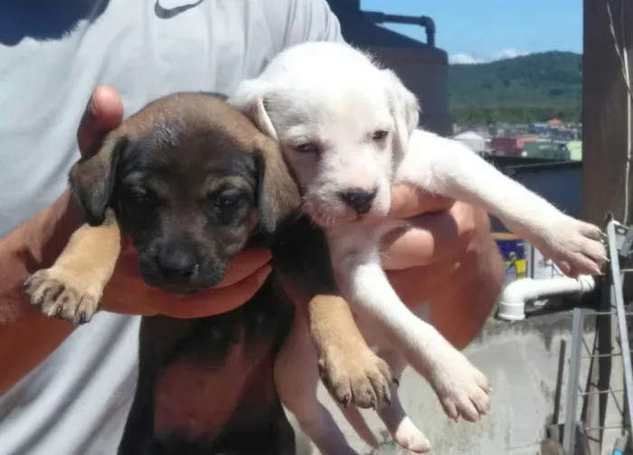 Cachorro ra a Vira-lata idade Abaixo de 2 meses nome Filhoes