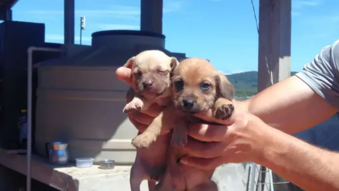 Cachorro ra a Vira-lata idade Abaixo de 2 meses nome Filhoes