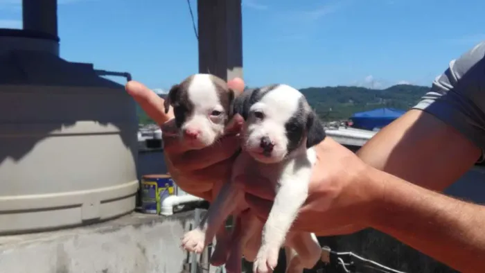 Cachorro ra a Vira-lata idade Abaixo de 2 meses nome Filhoes