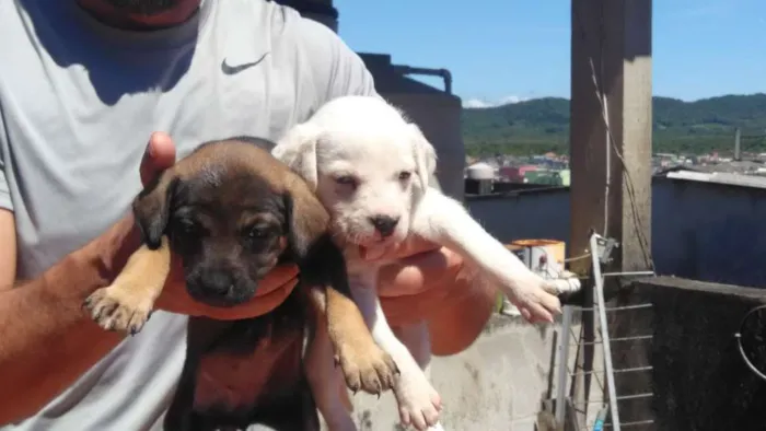 Cachorro ra a Vira-lata idade Abaixo de 2 meses nome Filhoes