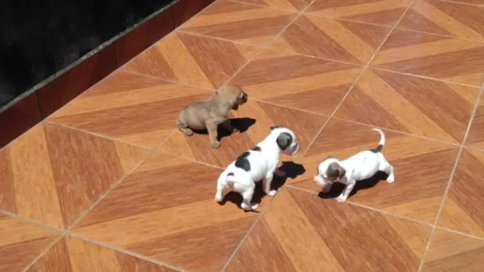 Cachorro ra a Vira-lata idade Abaixo de 2 meses nome Filhoes