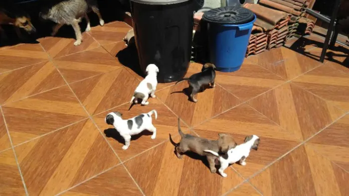 Cachorro ra a Vira-lata idade Abaixo de 2 meses nome Filhoes