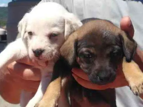 Cachorro ra a Vira-lata idade Abaixo de 2 meses nome Filhoes