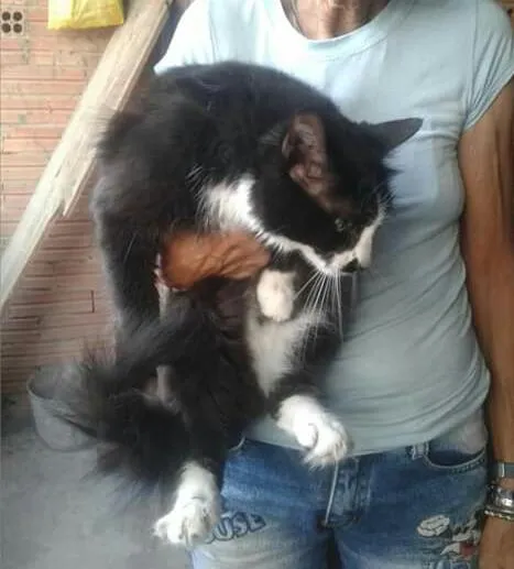 Gato ra a SRD idade 2 anos nome Frajola