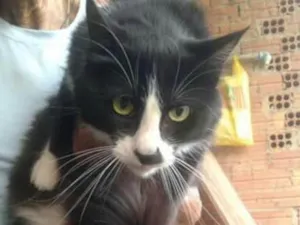 Gato raça SRD idade 2 anos nome Frajola