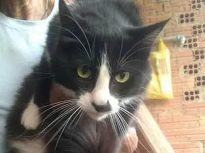 Gato ra a SRD idade 2 anos nome Frajola