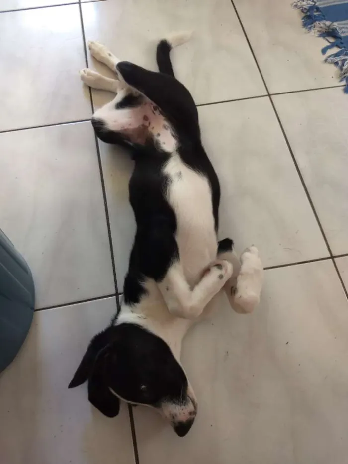 Cachorro ra a Srd idade 2 a 6 meses nome Luna