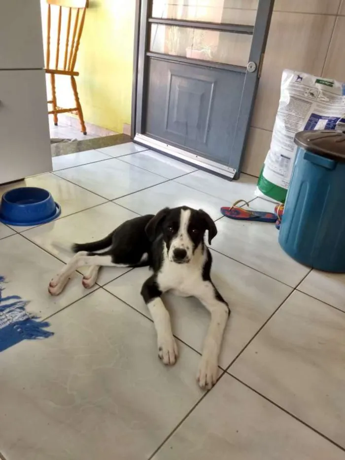Cachorro ra a Srd idade 2 a 6 meses nome Luna