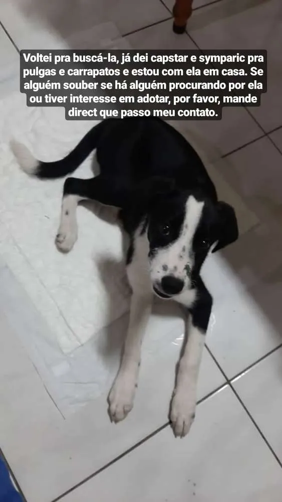 Cachorro ra a Srd idade 2 a 6 meses nome Luna