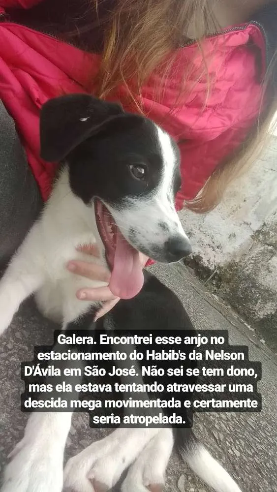 Cachorro ra a Srd idade 2 a 6 meses nome Luna