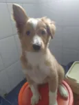 Nala
