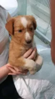 Nala