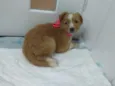 Nala