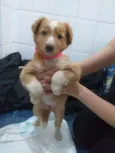 Nala