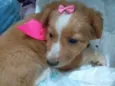 Nala
