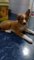 Nala