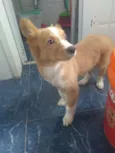 Nala
