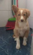 Nala