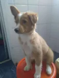 Nala