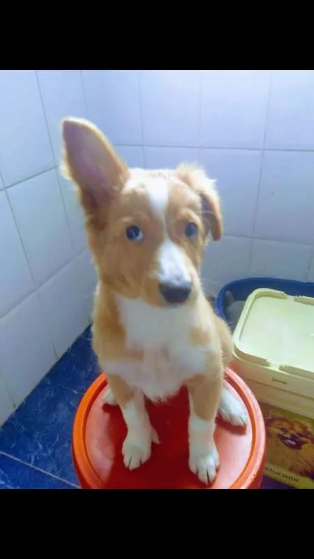 Cachorro ra a SRD idade 2 a 6 meses nome Nala