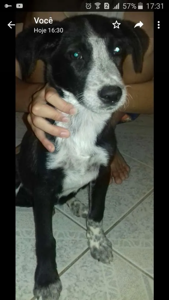 Cachorro ra a Vira lata idade 2 a 6 meses nome Neguinho