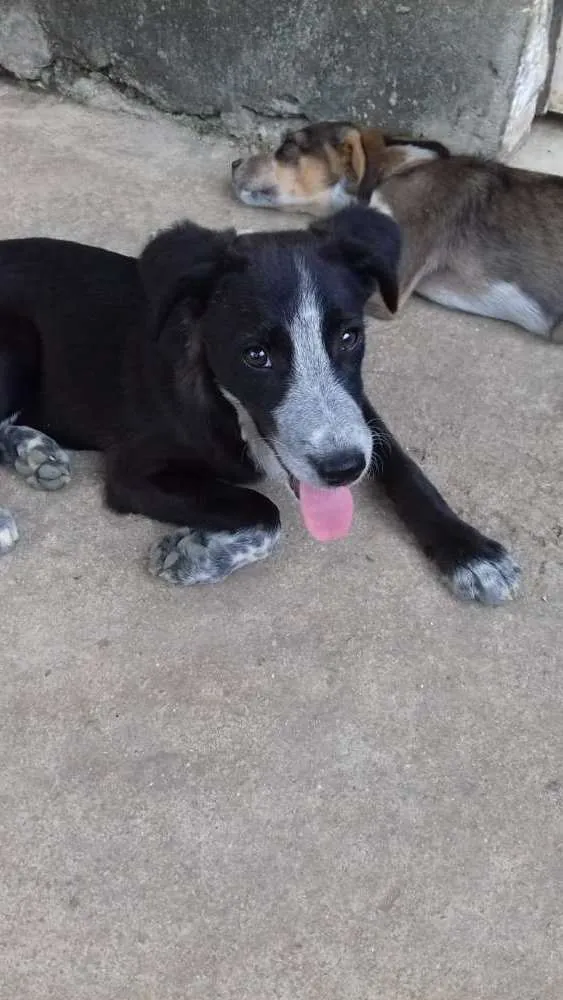 Cachorro ra a Vira lata idade 2 a 6 meses nome Neguinho