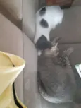 Honda e Nala