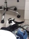 Honda e Nala