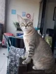 Honda e Nala