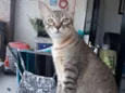 Honda e Nala