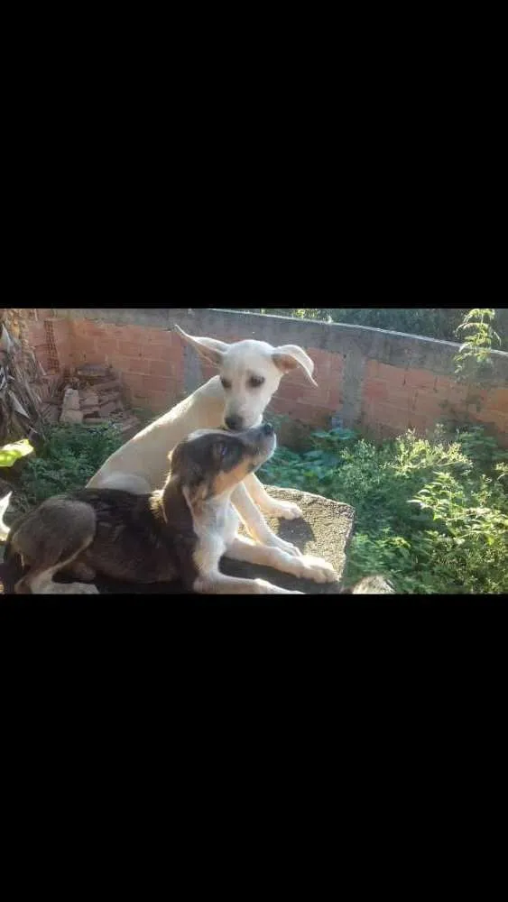 Cachorro ra a Vira lata idade 2 a 6 meses nome Lilica e mily