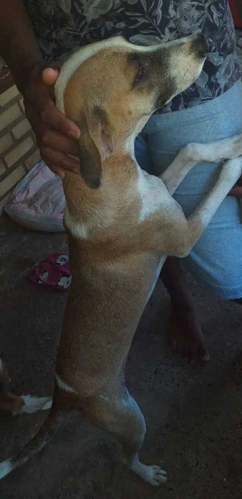 Cachorro ra a Viralata  idade 7 a 11 meses nome Liza 