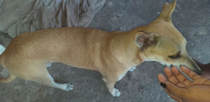 Cachorro ra a Viralata  idade 7 a 11 meses nome Faisca 