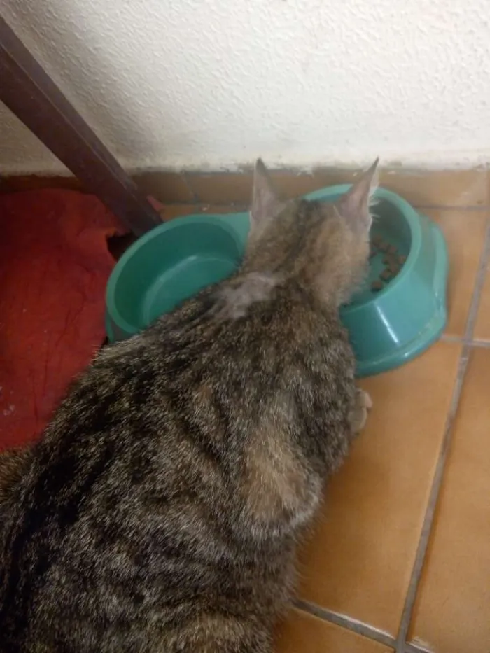 Gato ra a Não definida idade Abaixo de 2 meses nome Filhotinhos