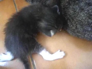 Gato raça Não definida idade Abaixo de 2 meses nome Filhotinhos