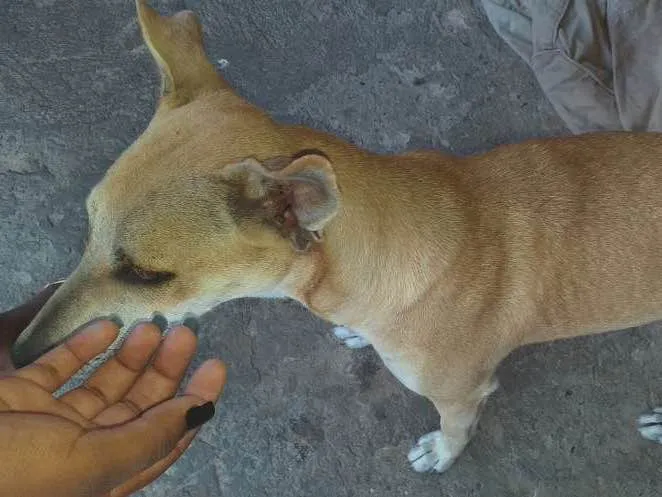 Cachorro ra a Viralata  idade 7 a 11 meses nome Faisca 